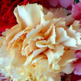 How to Choose the Best Flowers for Every Event   