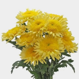 Choose the Best Flower Dealer to Make the Occasion More Special