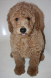Bringing a poodle puppy home can be a wonderful