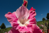 Tips For Picking Wholesale Wedding Flowers