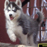 If you’re looking to sell a Siberian Husky