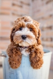 Cockapoo puppies for sale cockapoo va
