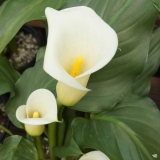 The Growth Of Wholesale Flower Market Over The Internet