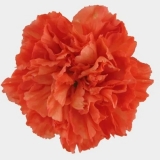 Tips For Looking Wholesale Flower Suppliers Online