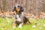 catahoula lab mix | everything you need to know