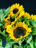 Best Flowers to Buy In Summer