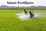Insect Fertilizers Market Size Worth $ 319.7 Million  By 2029; CAGR of 24.3%