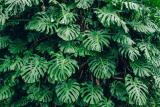 Get A Good Deal With The Best Bulk Leaves Purchase