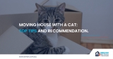 Moving House With A Cat: Top Tips and Recommendation