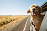 Pet Transporting Service Market is Projected to Reach US$ 812 Mn by 2032