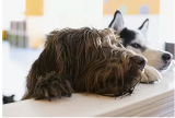 Pet acupuncture Singapore – acupetture