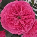 A Global Industry Exists Behind The Beautiful And Charming Flowers You See At Events.