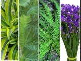 Flowers And Foliage Of Various Varieties And Species Can Be Ordered Online
