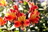 Why Are Online Flower Dealers A Better choice?