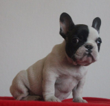 Puppies and dogs are found all over the world and play