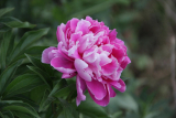 The Best Place to Buy Wholesale Fresh Flowers