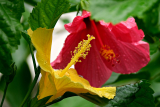 Wholesale Flowers For Spiritual And Festive Events