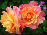 A Guide To Make Floral Arrangements With Wholesale Imported Flowers