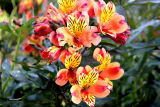 Buy Flowers With Distinct Regional Flavours
