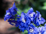 Benefits of Choosing Wholesale Wedding Flowers