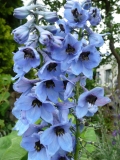 The Top 5 Reasons To Select Local Flower Growers