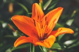 The Top 5 Reasons To Buy Flowers From Local Flower Growers