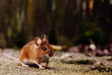 Pesteleminater.com: Launch of information center for pest control