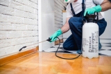 Sunshine Coast Pest Control Offers Quality Pest Control Options
