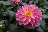 Reasons to Work with a Reputed Wholesale Flower Supplier