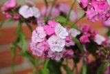 Why Flower Is An Universal Gift Option?