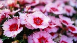 Reasons You Need to Buy Flowers in Bulk
