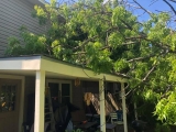 The Four Types of Tree Trimming